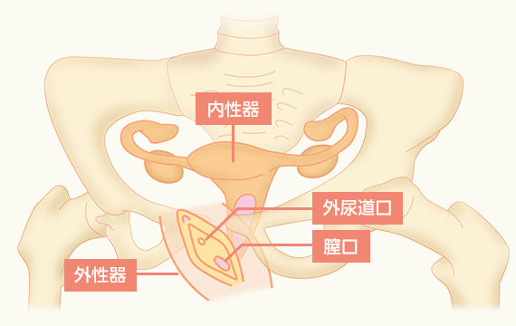 女性のカラダ画像