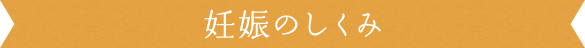 妊娠の仕組み